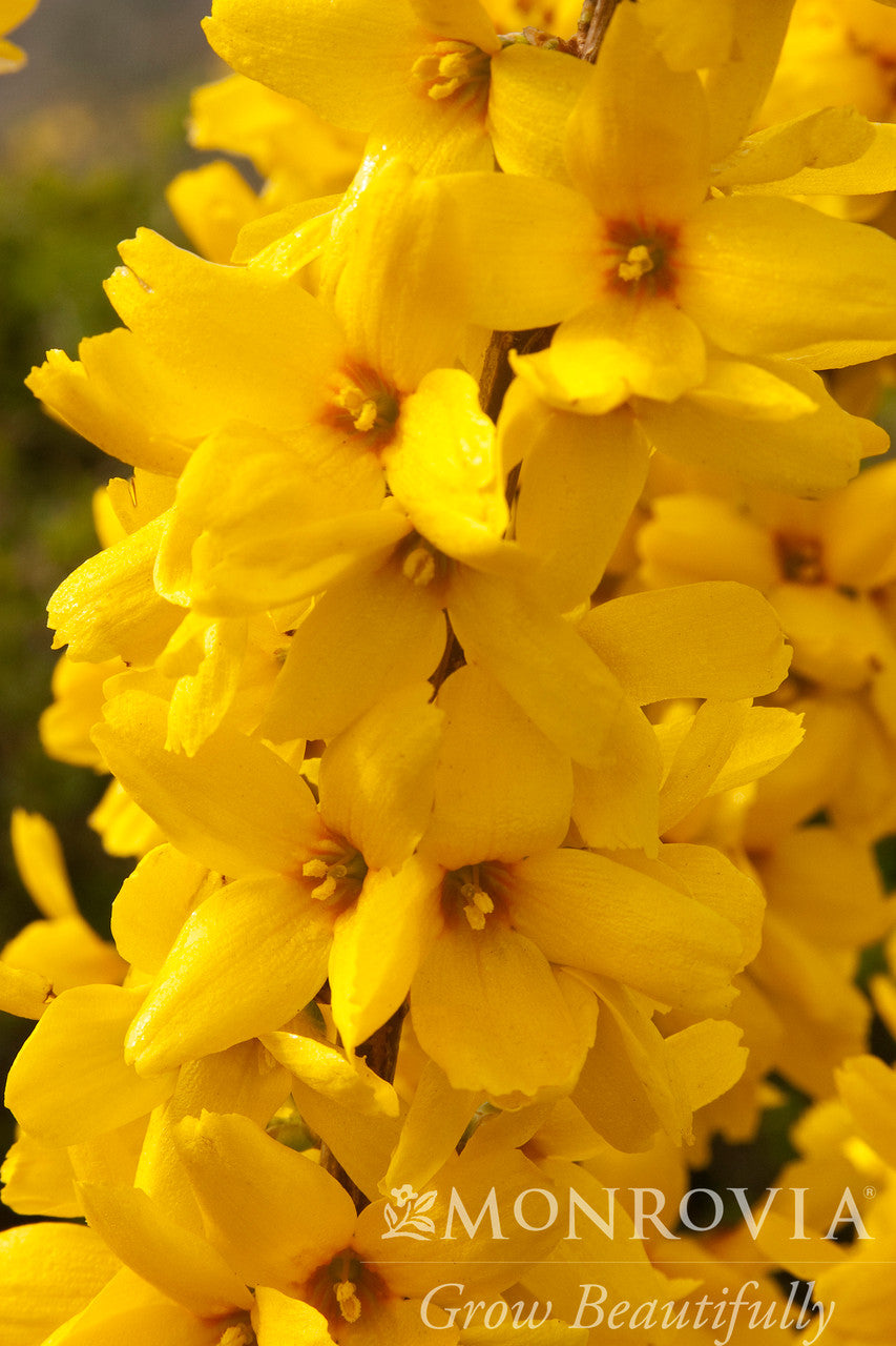 Magical® Gold Forsythia - Monrovia – Pike Nursery