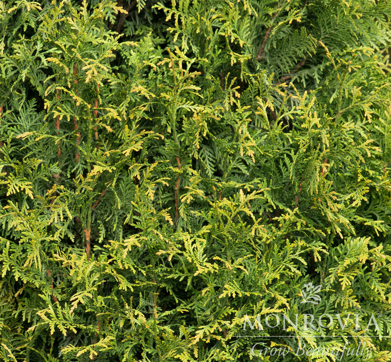 【特大サイズ】ドウシシャGarden Motifs Light トウキョータワー Tiny Tower® Arborvitae - Monrovia – Pike Nursery