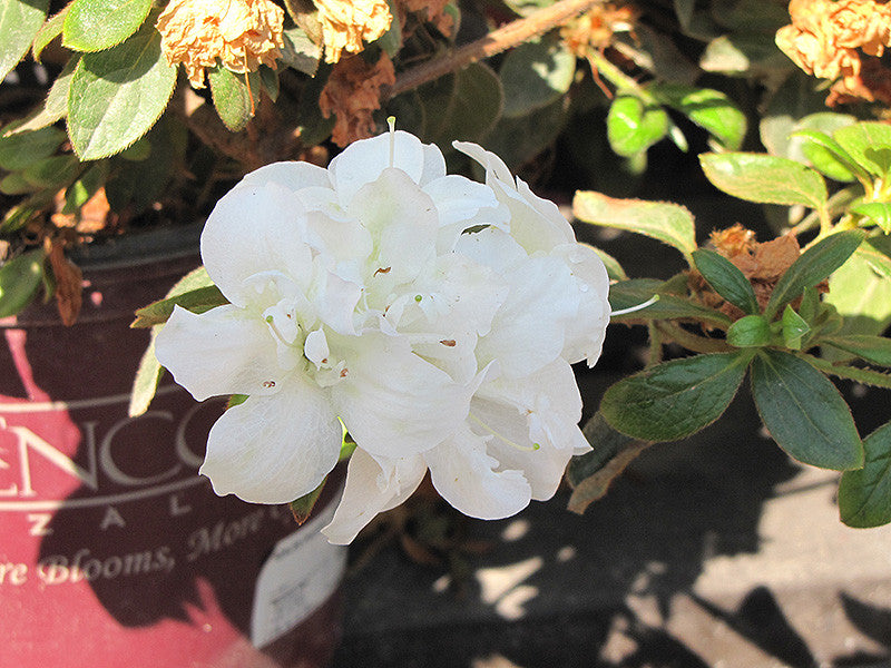 Encore® Autumn Moonlight Azalea – Pike Nursery