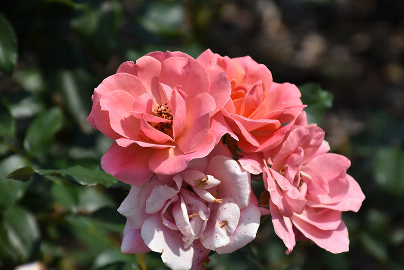 ミュージック REPLICA / Flowers never end 2016 Coral Knock Out® Rose – Pike Nursery